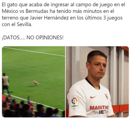 El gato, protagonista de los memes del sufrido triunfo de México ante Bermudas