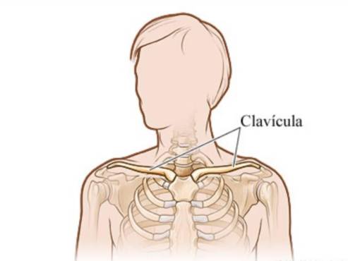 Ubicación de la clavícula en el cuerpo humano (imagen de ejemplo).