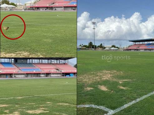 Así ve el estado del engramillado del recinto de Islas Caimán. Incluso, los animales se meten al terreno. FOTO: TIGO SPORTS.
