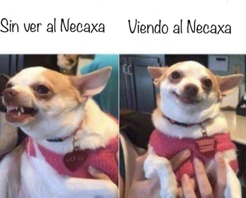 Los mejores memes de la Liga MX tras suspender la jornada 10