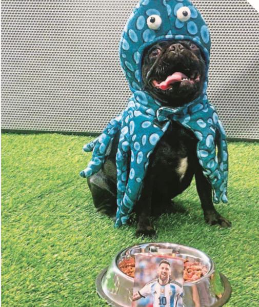 PULPO PUG. El cachorro pronosticará los juegos del Mundial, será todo un espectáculo verlo hacer su mejor esfuerzo.