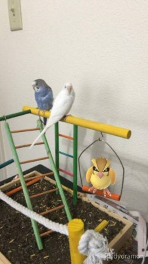 Los extraños lugares en los que han aparecido los Pokemon