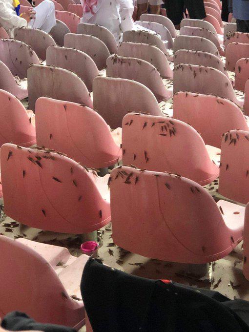 Lo que nadie vio del partido de Cristiano Ronaldo y ya se hizo viral: “Hasta los bichos quieren ver al Bicho... Es demasiado”