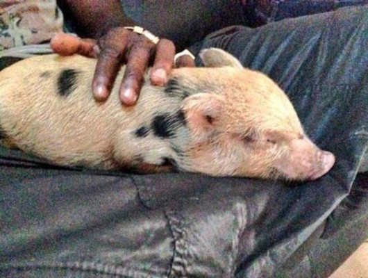 Caso Sturridge: Los futbolistas y su amor a las mascotas; perros, gatos y hasta un cerdito