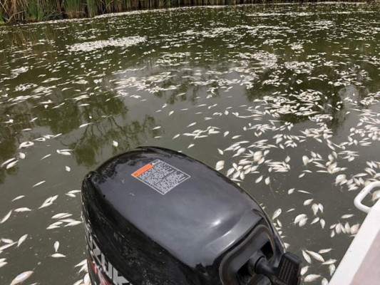 Grave sequía en Australia: 'Centenas de miles' de peces aparecen muertos