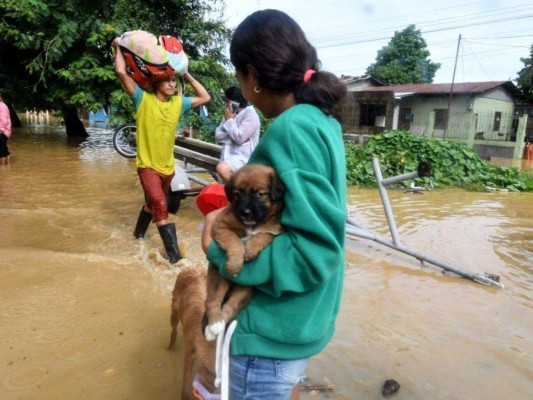 Sorprendentes fotos: Hondureños no abandonan a sus animales durante el desastre provocado por Eta