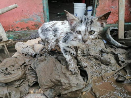 Duras imágenes: el catastrófico huracán Iota devasta el 98% de la isla de Providencia en Colombia