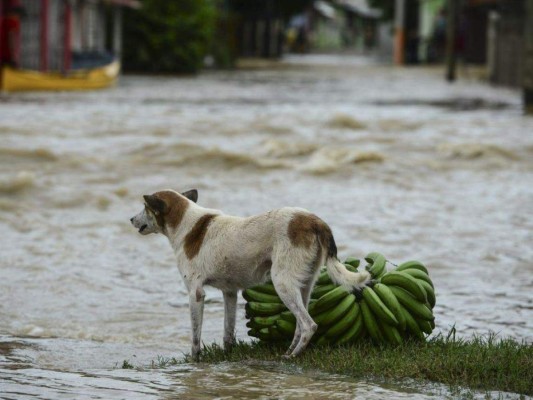 Sorprendentes fotos: Hondureños no abandonan a sus animales durante el desastre provocado por Eta