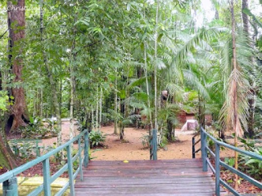 Talan bosque tropical en Manaos, Brasil para abrir cientos de tumbas por muertes de coronavirus