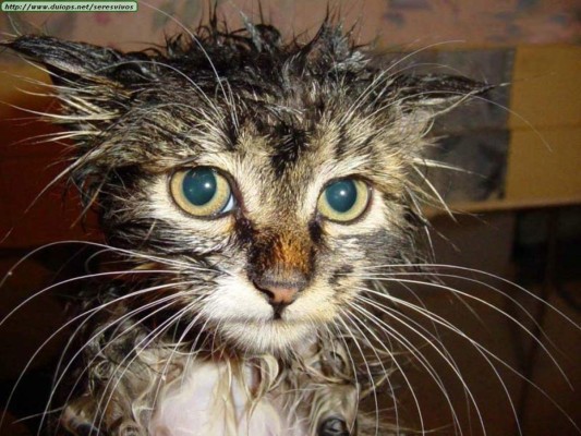 ¡Terribles! Los memes aniquilan a Olimpia, pero Motagua tampoco se salva