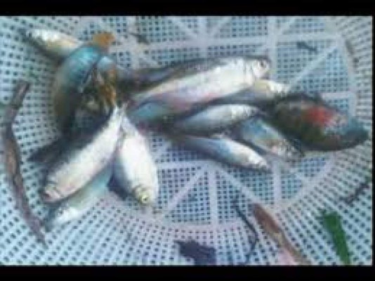 Las 13 cosas que los australianos deben saber de Honduras