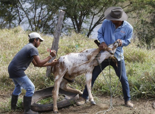 Donis Escober, ganadero: de sombrero y buen jinete; cambió la pelota por el ordeño de vacas