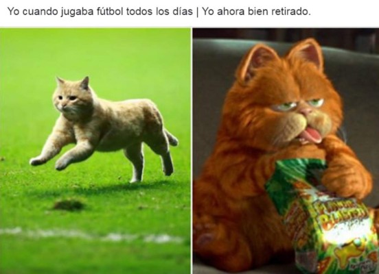 El gato, protagonista de los memes del sufrido triunfo de México ante Bermudas