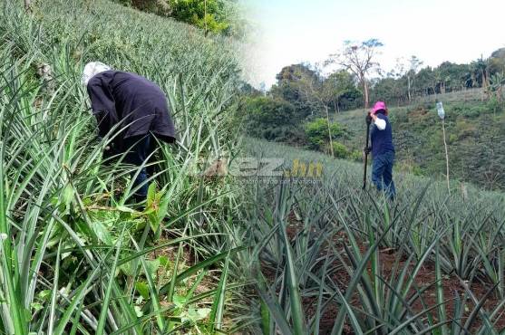 El trabajo de Francisco Enrique Martínez es bastante duro. Labora en unas piñeras en Yojoa.