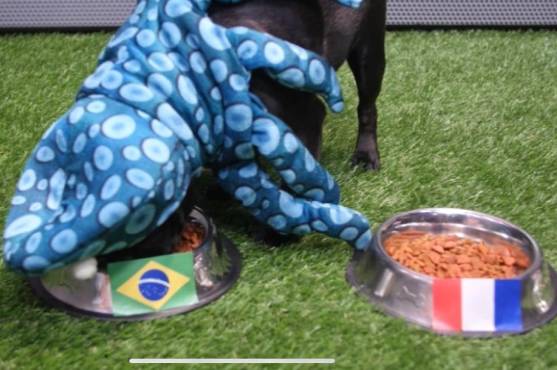 El Pulpo Pug eligió a Brasil como la campeona del mundo en Qatar.