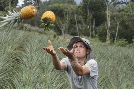 Desde los seis años, Francisco Martínez se ha dedicado a la agricultura, trabajando como piñero. DIEZ conoció sus orígenes en la aldea Santa Elena.
