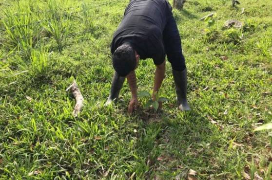Óscar “El Pescado” Bonilla en sus labores, acá en el sembrado de árboles de caoba cuando se dedicaba a la agricultura.