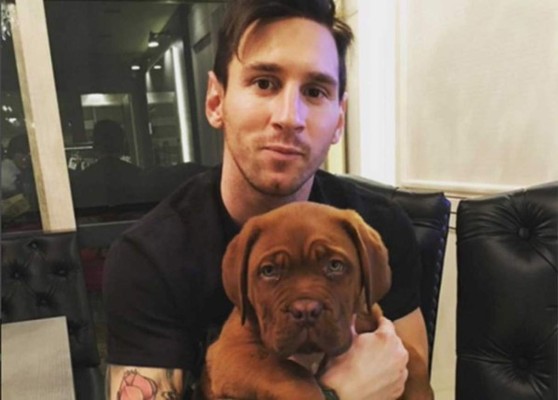 Caso Sturridge: Los futbolistas y su amor a las mascotas; perros, gatos y hasta un cerdito