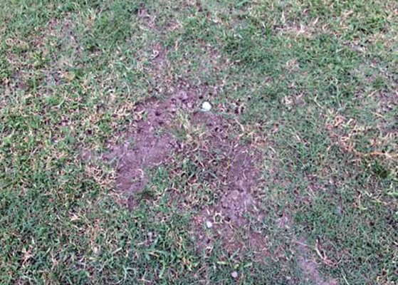 Estadio de La Ceiba está abandonado a un mes que inicie el Apertura