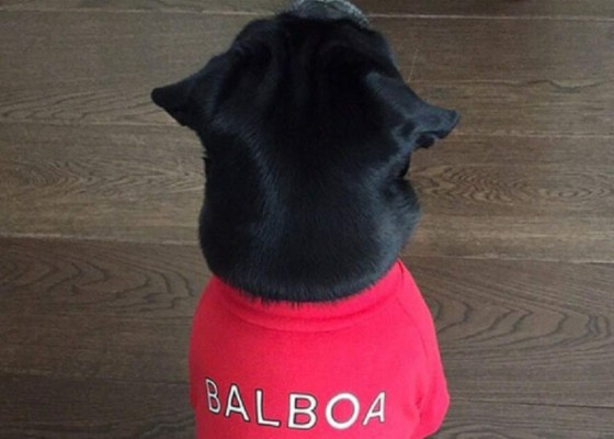 Conocé a las mascotas de los hondureños y otros futbolistas por el mundo