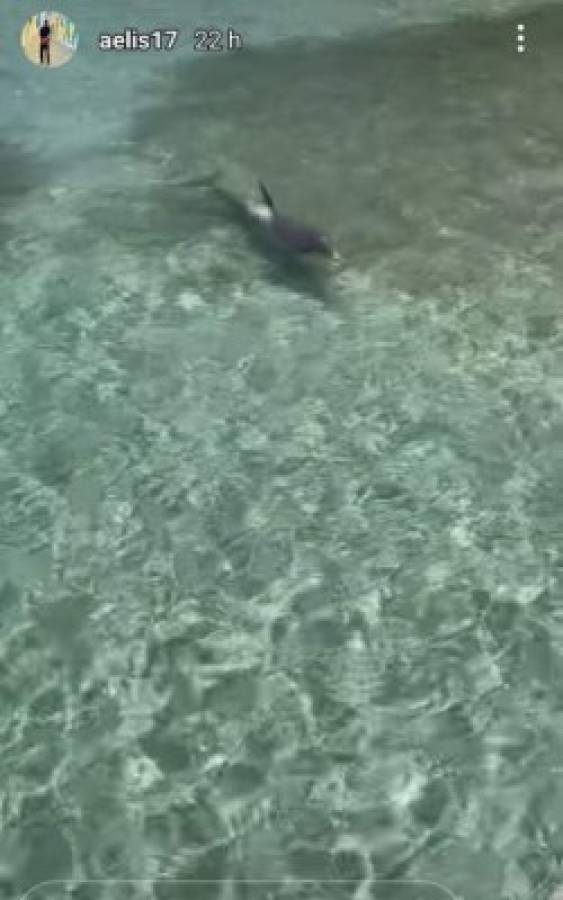 ¡Nadando con delfines! Así disfruta Alberth Elis en Roatán antes de sumarse a la Selección de Honduras