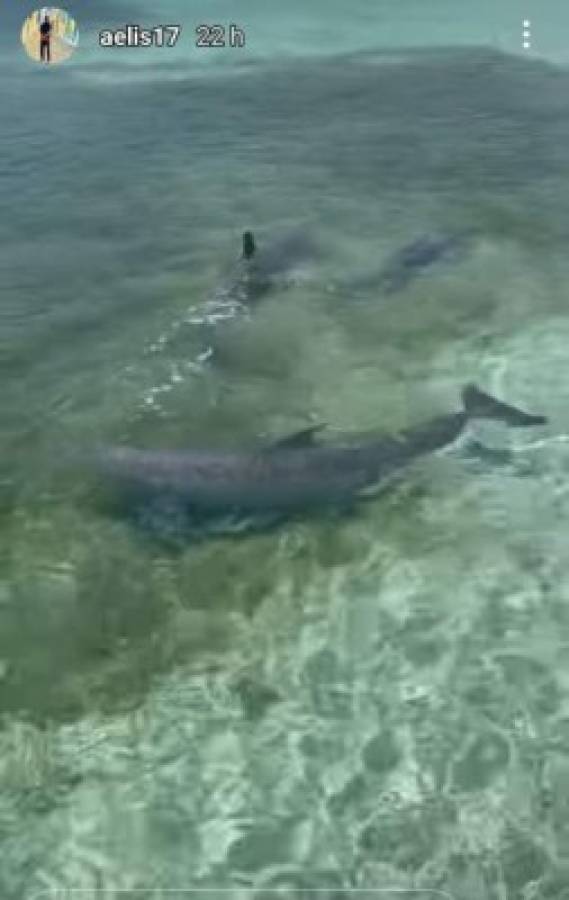 ¡Nadando con delfines! Así disfruta Alberth Elis en Roatán antes de sumarse a la Selección de Honduras