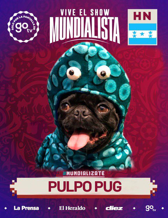 Pulpo Pug: el perro sensación que marcará la pauta del Mundial de Qatar en Honduras