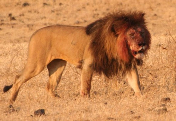 Leones se comen a cazadores ilegales de rinocerontes en África