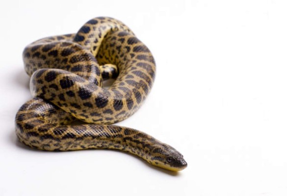 Los objetos más raros puestos a la venta en Internet