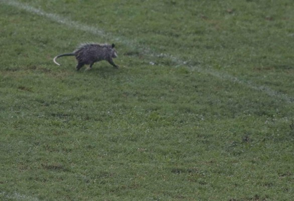 ¡Curiosas! El tacuazín que invadió la cancha y las 'garras' de Rubilio Castillo