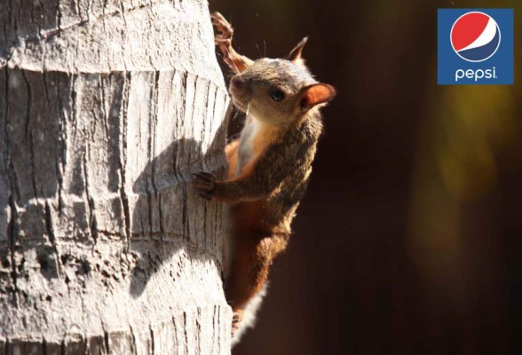 Los golfistas prepararon sus mejores golpes en Indura