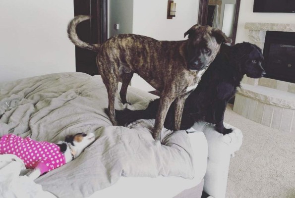 Fotos: Los descuidos de esta bellísima esquiadora por culpa de sus perros