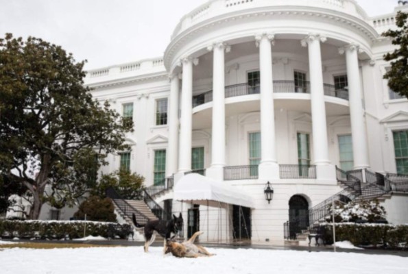 ¿Qué hicieron? Expulsan a los dos perros del presidente Joe Biden de la Casa Blanca