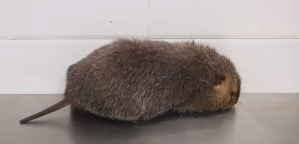 Las enormes ratas que China tenía preparadas como plato gourmet antes del coronavirus