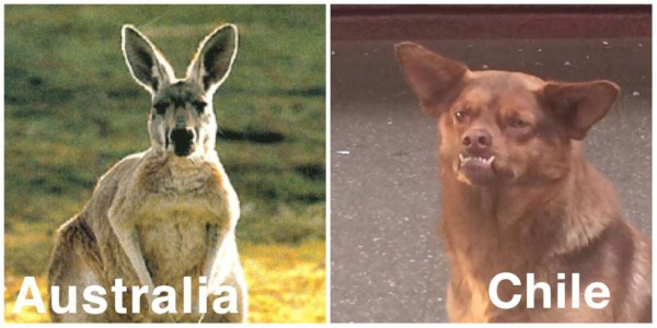 Terribles memes del sufrido empate de Chile ante Australia en la Copa Confederaciones