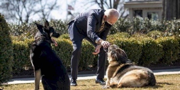 ¿Qué hicieron? Expulsan a los dos perros del presidente Joe Biden de la Casa Blanca