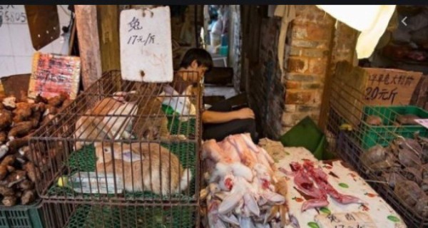 ¡Coronavirus! China prohíbe venta y consumo de carne de animales silvestres en Wuhan