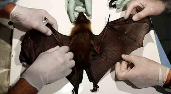 Viróloga china advirtió hace un año del coronavirus, fue silenciada y ahora lanza otra dura advertencia