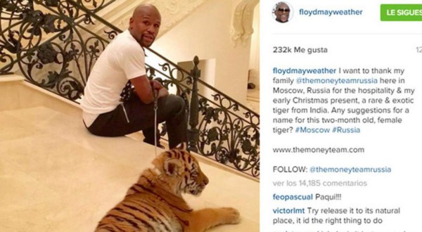 ¿Qué cuesta el gato de Cristiano Ronaldo? Los animales exóticos que tienen los deportistas