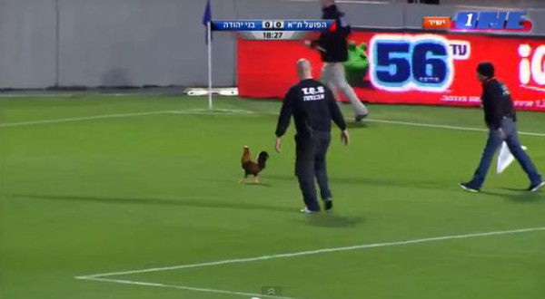 VIDEO: Gallo ingresa al campo y hace estragos con la seguridad