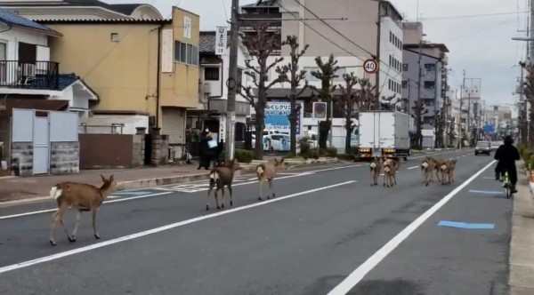 Coronavirus: Animales salvajes se pasean por las calles ante la ausencia de humanos