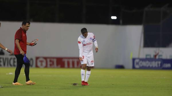 Una zarigüeya se metió a la cancha del estadio Morazán y el cuerpo de Bomberos se la terminó llevando.