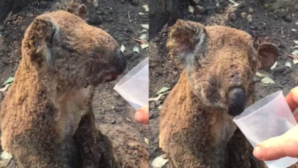 Apocalípticas fotos del brutal incendio en Australia; casi medio millón de animales han muerto