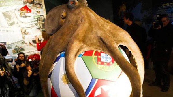 Dos pulpos se la jugarán adivinando quién ganará en el clásico