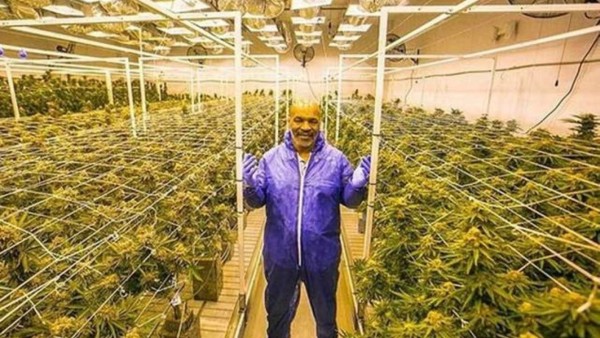 Mike Tyson reveló que fumó veneno de sapo y le cambió la vida: 'Es casi como si renacieras'&nbsp;&nbsp;