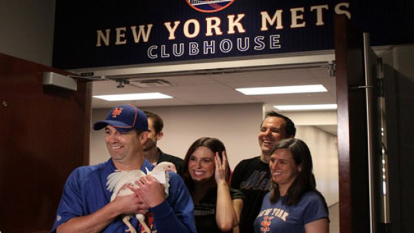 Gallina de Los Mets tiene nuevo hogar