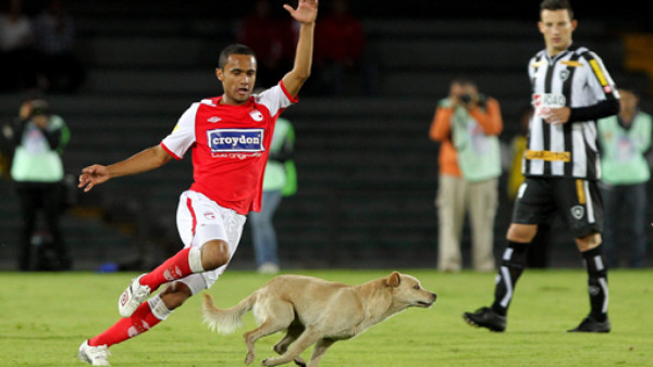 El perro que paró un partido y se divirtió