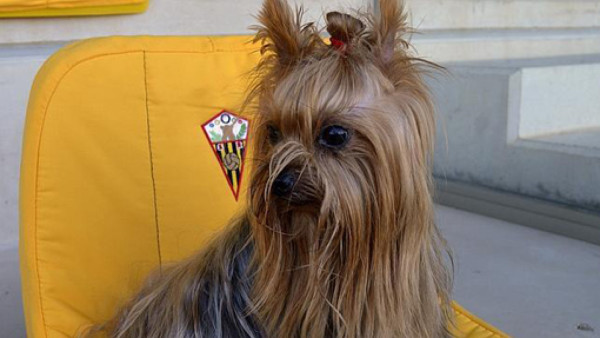 Un equipo en España hace socio a un perro llamado Lecquio