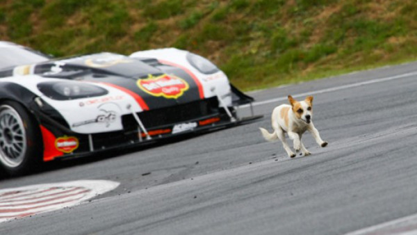 VIDEO: Perro se salva de ser atropellado en autódromo de Costa Rica