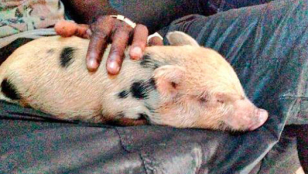 La nueva mascota de Balotelli es una cerdita